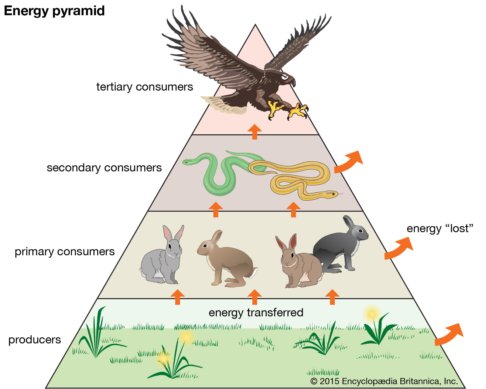 Ekosistem Enerji Piramidi