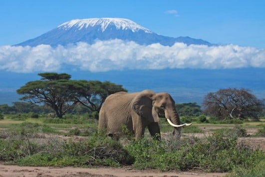 Tanzanya'daki Afrika'nın En Yüksek Dağı Kilimanjaro Dağı 