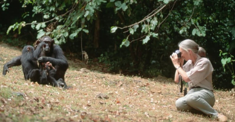 Jane Goodall Şempanze fotoğraflarını çekiyor