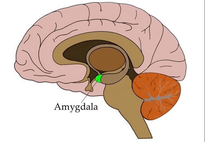 Amigdala Nedir