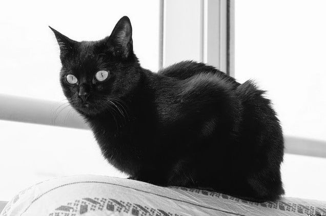 kara kedi batıl inanç