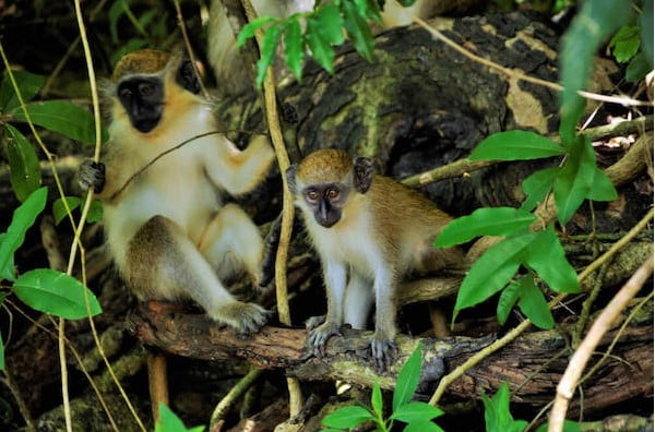 Barbados Yeşil Maymunlar 