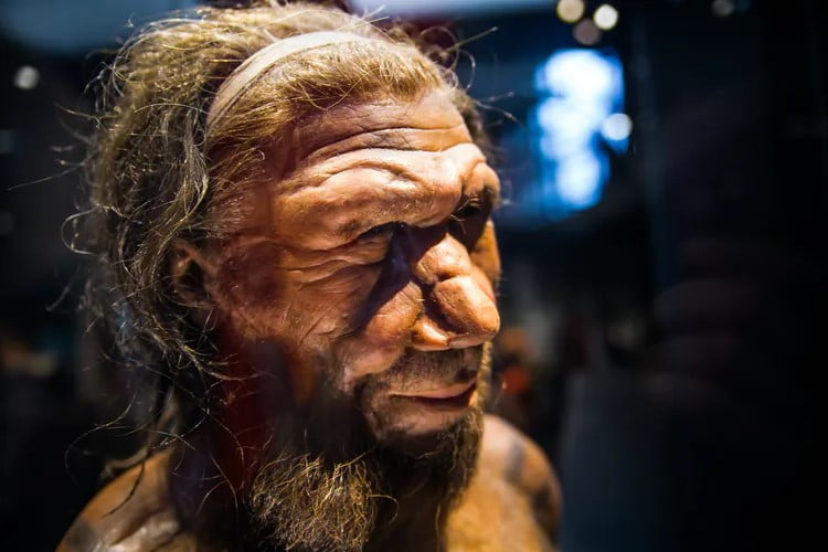 Neandertaller modern insanlarla çatışmayı 'savaş' olarak değerlendirir miydi? 