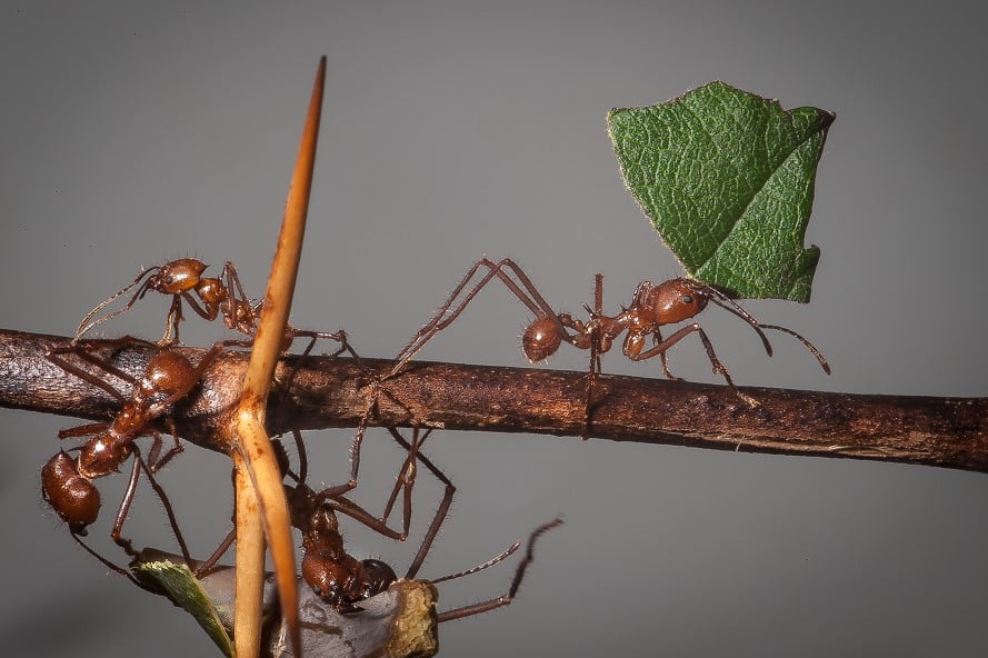 Yaprak Kesici Karıncalarda Yeni Müthiş Bir Güç Keşfedildi.