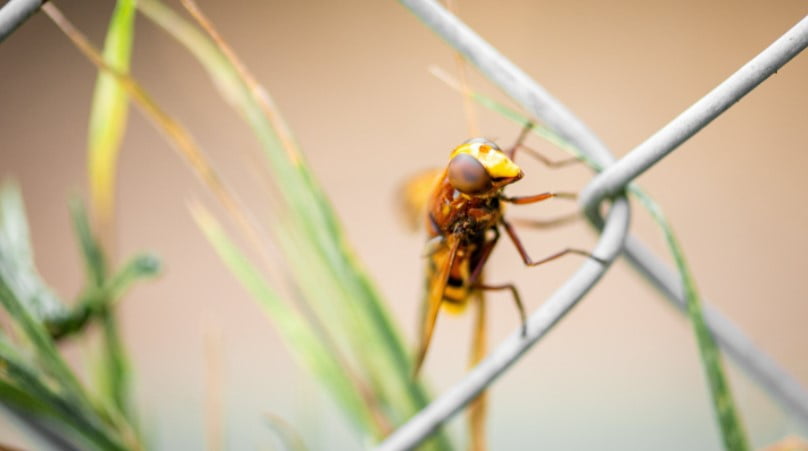 Darwin, Böceklerin Uçma Yeteneğini Kaybettiği Konusunda Haklıydı