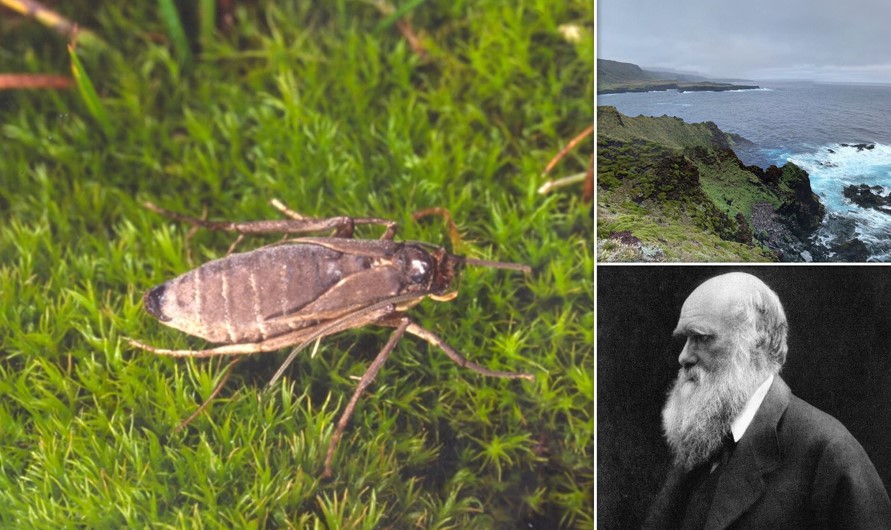 Charles Darwin, böceklerin uçma yeteneklerini neden kaybettikleri konusunda haklıydı.