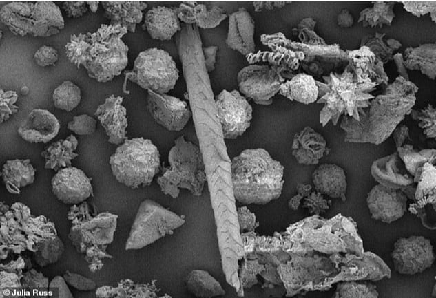 hayvan kalıntılarının mikroskobik görüntüsü