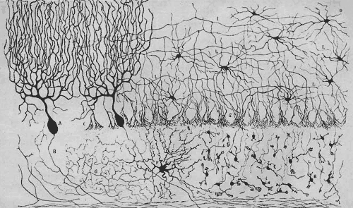 Ramón y Cajal'ın beynin bir parçası olan beyincikteki nöronları çizimi.