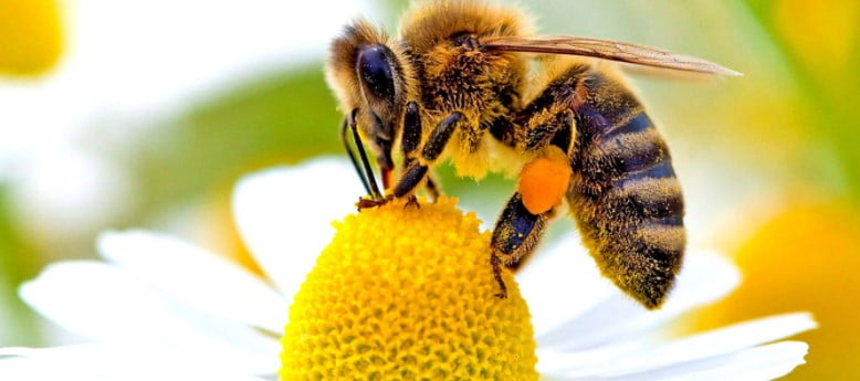 Bal Arıları ve İnsanların Sosyal Yaşamları Arasındaki Beklenmedik Benzerlik