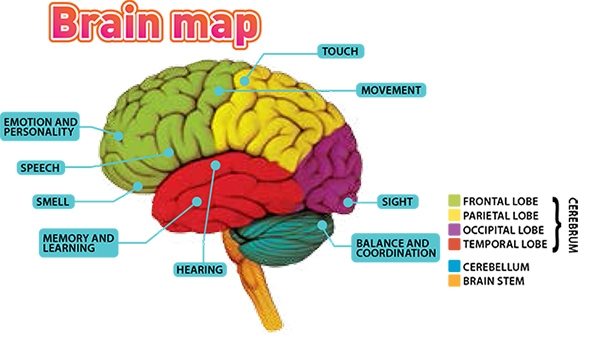 Beyin Haritası