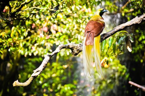 Papua'daki Cennet Kuşu