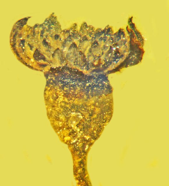 Myanmar'daki 99 milyon yıllık amberde bulunan bir fosil anjiyosperm türü olan Valviloculus pleristaminis