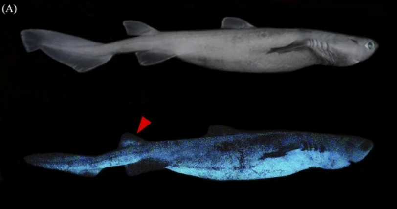 ışıldayan köpek balığı
