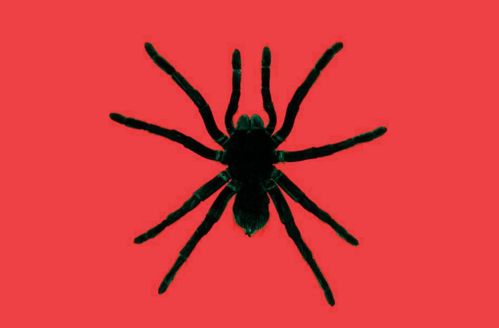 Örümcek Fobisi