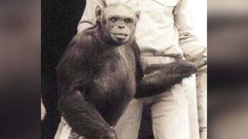 Şempanze Oliver, bir zamanlar insan maymun melezi olarak lanse edilmişti. Ancak öyle değildi