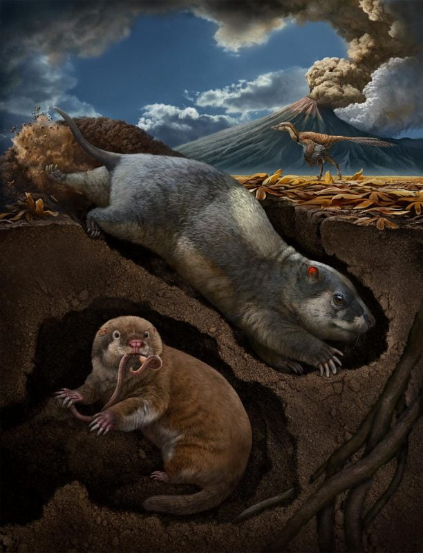 Bu portre, yuvalarda tritylodontid Fossiomanus sinensis (sağ üst) ve eutriconodontan Jueconodon cheni'yi göstermektedir; her ikisi de Erken Kretase Jehol Biota (yaklaşık 120 milyon yıl önce), kuzeydoğu Çin'de yaşadı ve fosil yaşam tarzına uyarlanmış yakınsak iskelet özellikleri gösterdi.