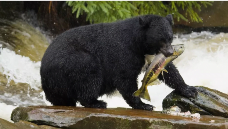 Enfekte olan ayıların tamamen kendine bağımlı yetişkinlere dönüşme olasılığı düşüktür.