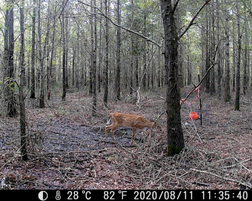 Kuzey Carolina'da iklim değişikliğiyle değişen bir ormanda geyik uzaktan kamera ile fotoğraflandı.