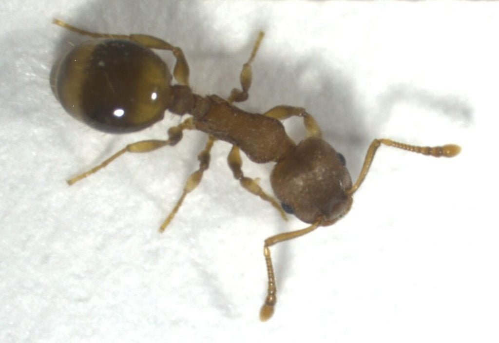 Temnothorax nylanderi türünden bir karınca.