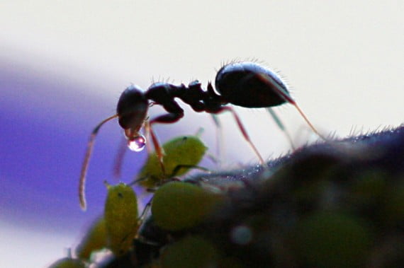 Karınca