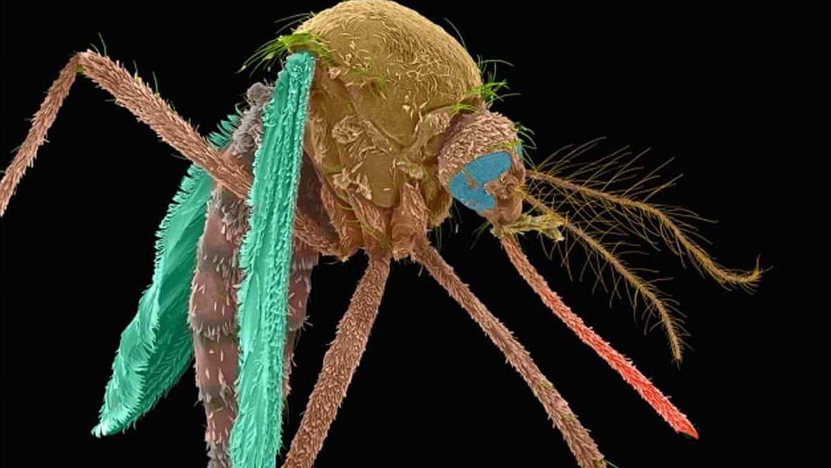Genetiği Değiştirilmiş İlk Sivrisinekler Abd'de Piyasaya Sürüldü.