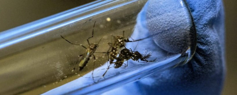 Genetiği Değiştirilmiş İlk Sivrisinekler Abd'de Piyasaya Sürüldü