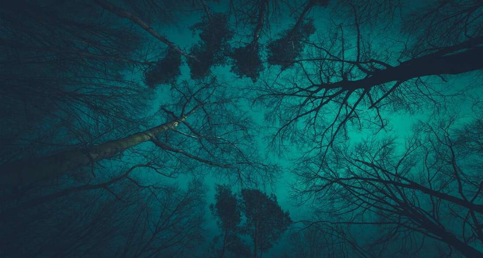 Karanlık Orman Teorisi; Uzaylıların Neden Temas Kurmadığına Dair Sarsıtıcı Bir Açıklama