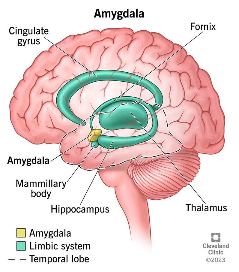 amigdala nerede