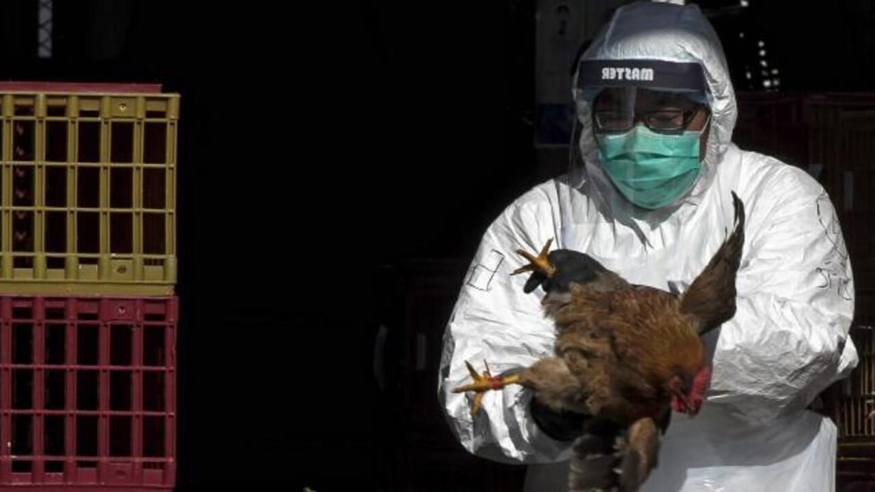 Çin, H10N3 Kuş Gribi Türünün İlk İnsan Vakasını Doğruladı