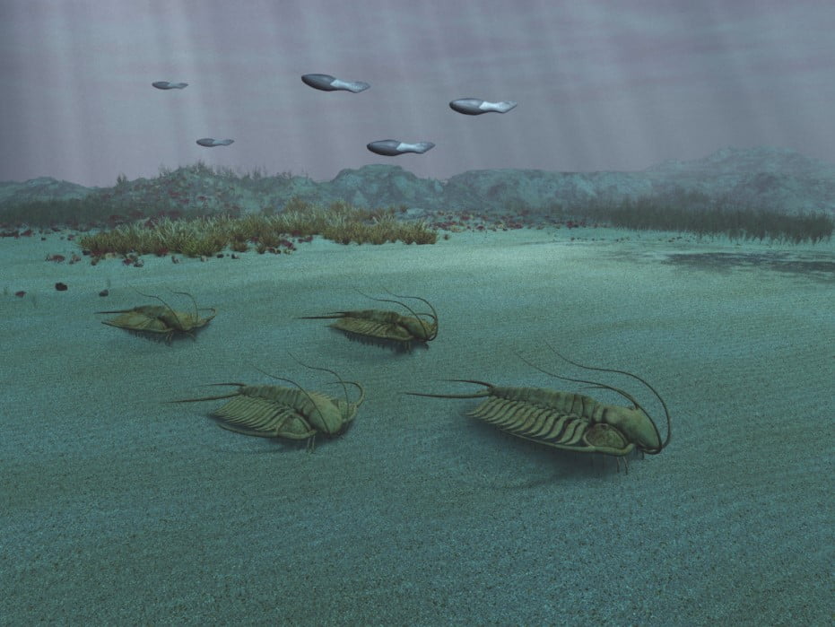 Ordovisyen Dönemi'nin sonunda deniz tabanı, trilobitler gibi kabuklu yaratıklarla dolup taşıyordu.