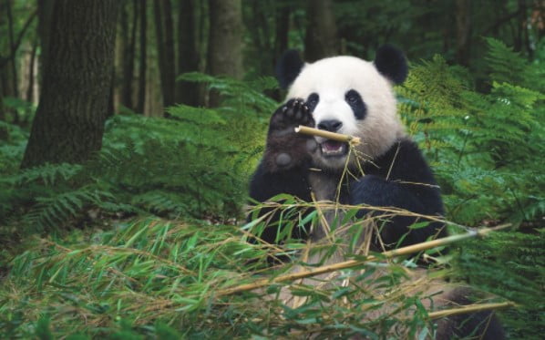 Pandalar, Çin'de 1,114'ten daha az kişinin kaydedildiği 1980'lerde nesli tükenmekte olan poster türleri haline geldi. 