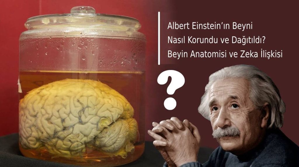 Albert Einstein’ın Beyni Neden Farklıydı?