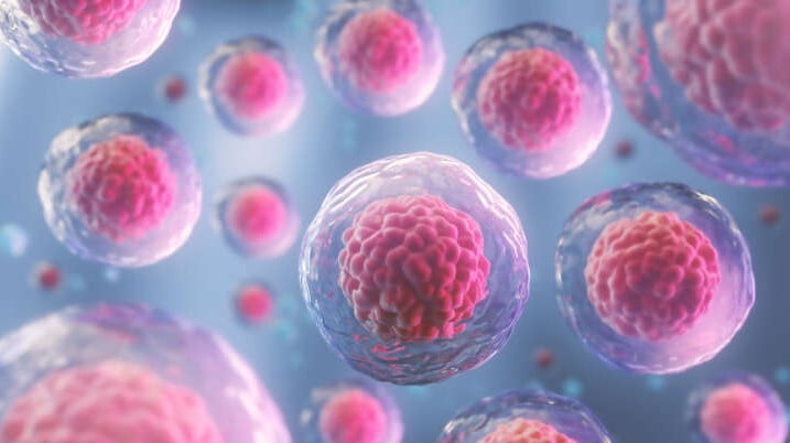 İnsan Embriyoları Oluşum Tarihinden 14 Gün Sonra Laboratuvarda Geliştirilebilir