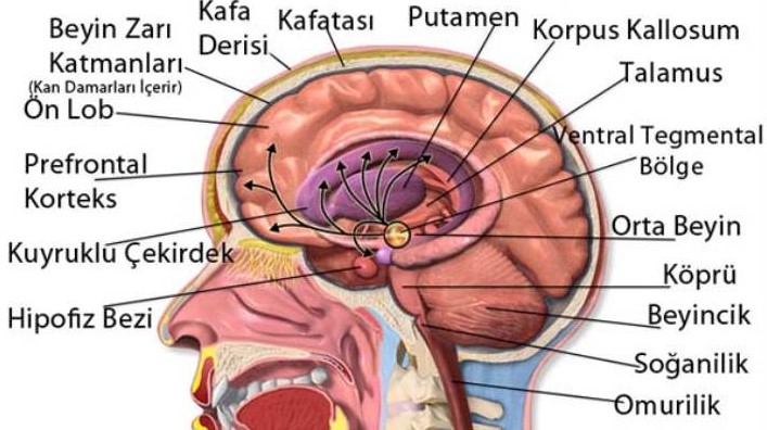 Kafa ve beyin anatomisi