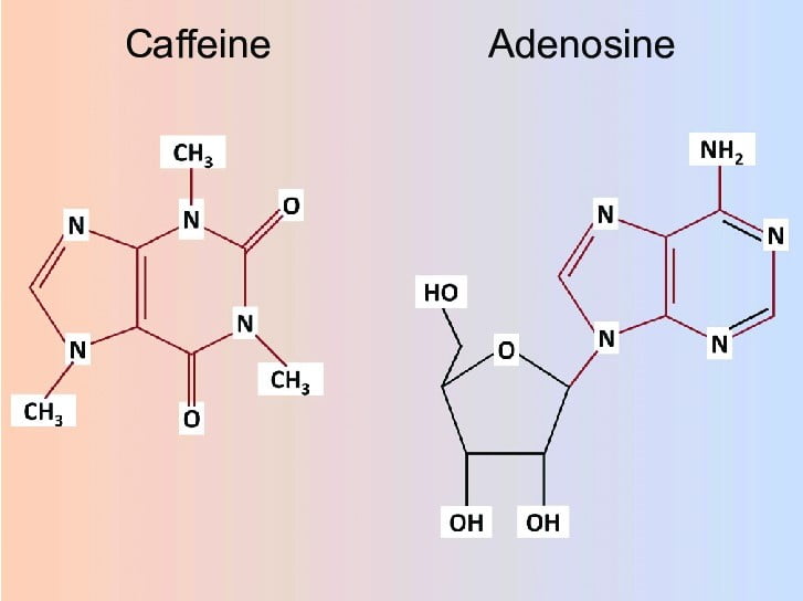 Kafein ve adenozin