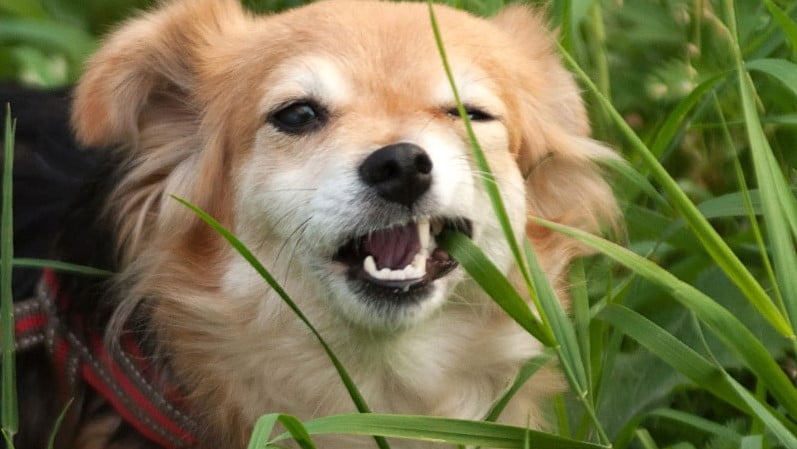 Köpeklerin Neden Çimen Yediğinin Basit Bir Açıklaması Olabilir