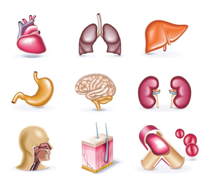 İnsan vücudundaki en yağlı organ hangisi?