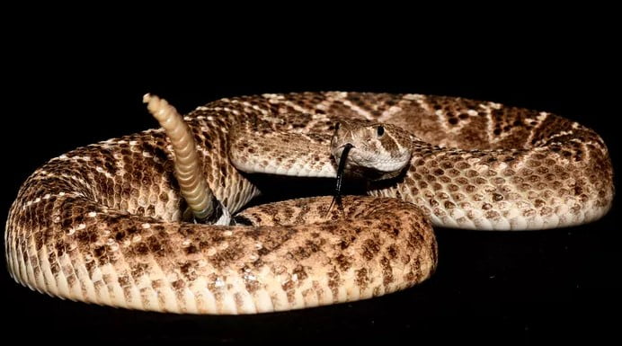 Çıngıraklı yılan, insan beynini kandırmak için çıngıraklarını işitsel illüzyon olarak kullanır.