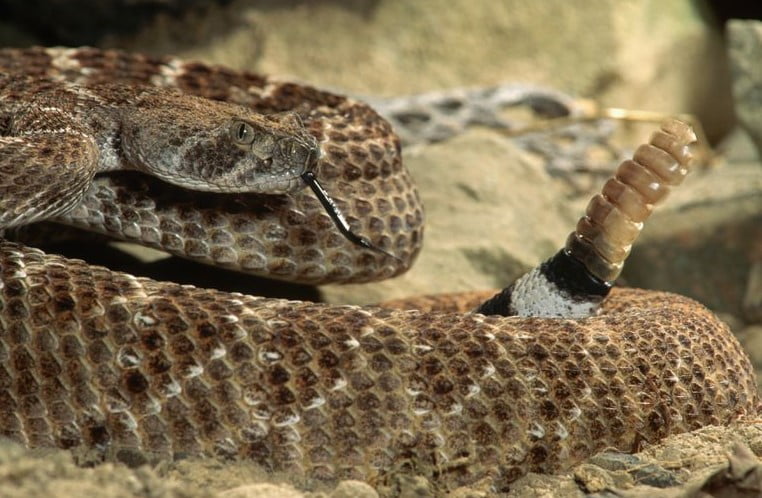 Çıngıraklı yılan, insan beynini kandırmak için çıngıraklarını işitsel illüzyon olarak kullanır.