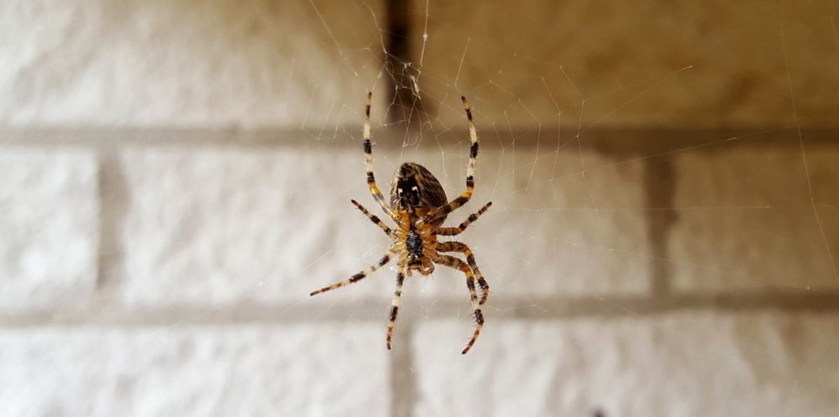 Evimdeki Örümcekleri Öldürmeli Miyim? Bir Böcekbilimci Niçin ÖldürüImemesi Gerektiğini Açıklıyor.