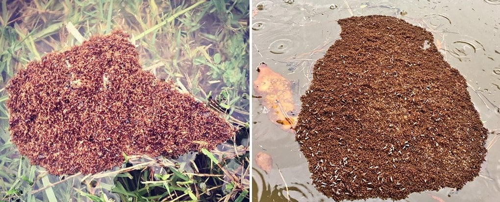 Karıncalar Selden Kurtulmak İçin İnanılmaz Bir Çözüm Buldular