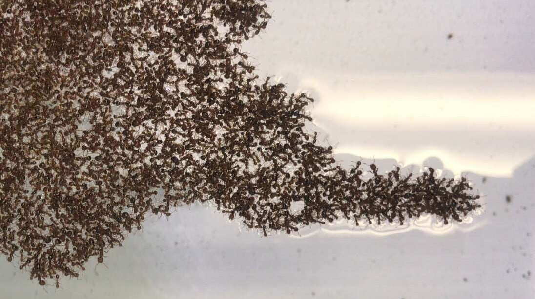 Karıncalar Selden Kurtulmak İçin İnanılmaz Bir Çözüm Buldular