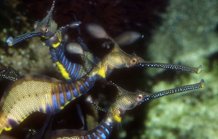 Deniz Ejderi: Denizlerde Yaşayan Ejderhanın Genetik Gizemi Çözüldü.