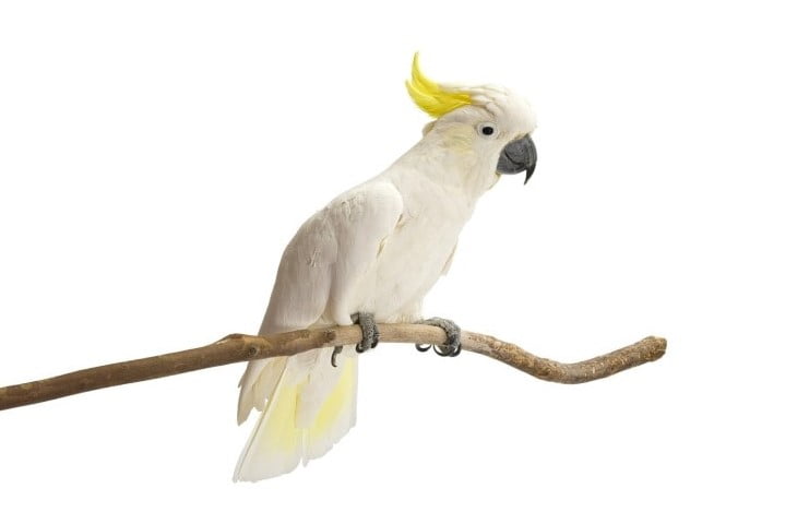 Kakadu Papağanlarının Yemekleri İçin "Çatal-Bıçak Takımları" Yapıp Kullandığı Gözlendi
