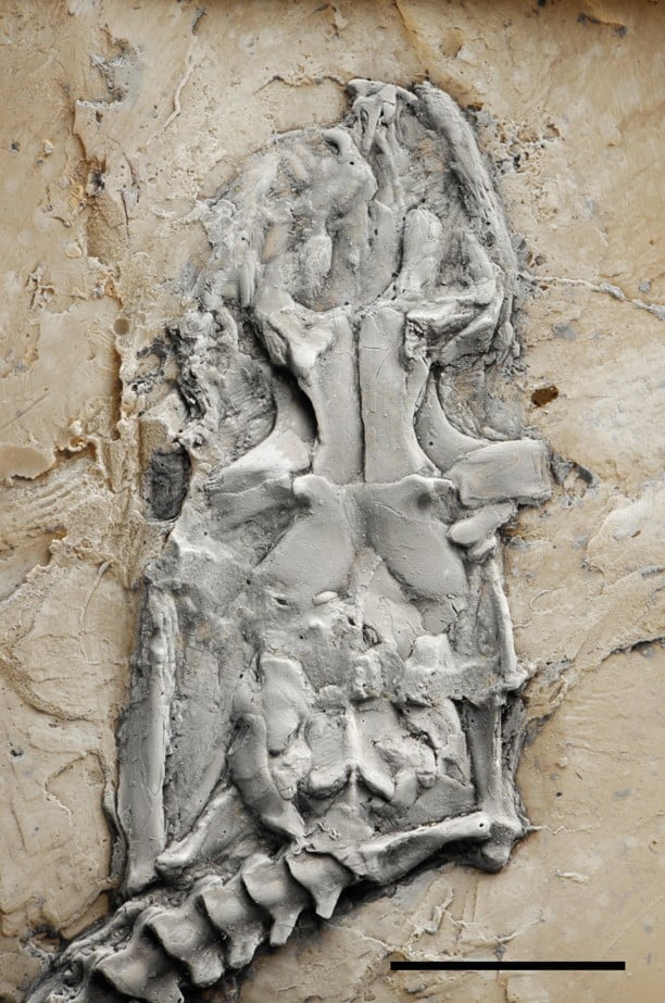 47 Milyon Yıllık Fosil Kalıntılarından Tespit Edilen Dünyanın En Eski Pitonu