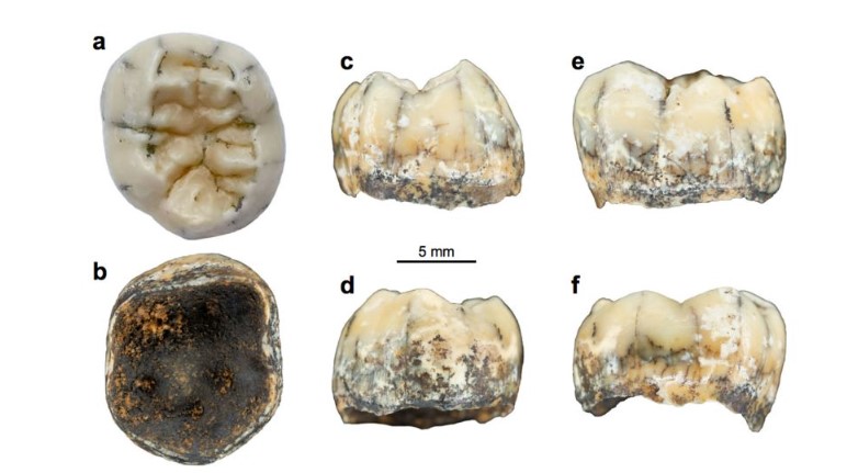 Denisovalılar ve azı dişleri