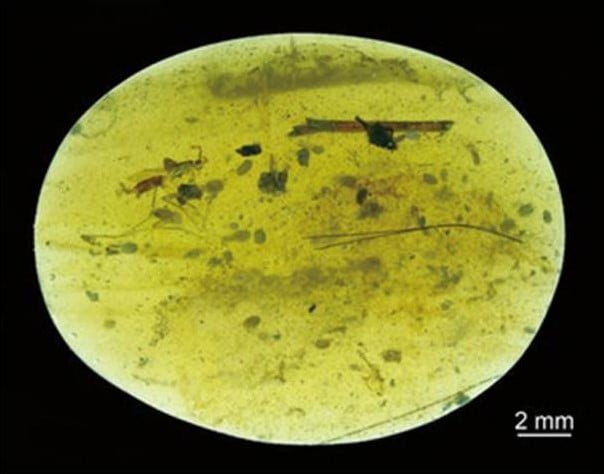Dünyanın En Eski Sperm Hücreleri Kehribar İçinde Bulundu