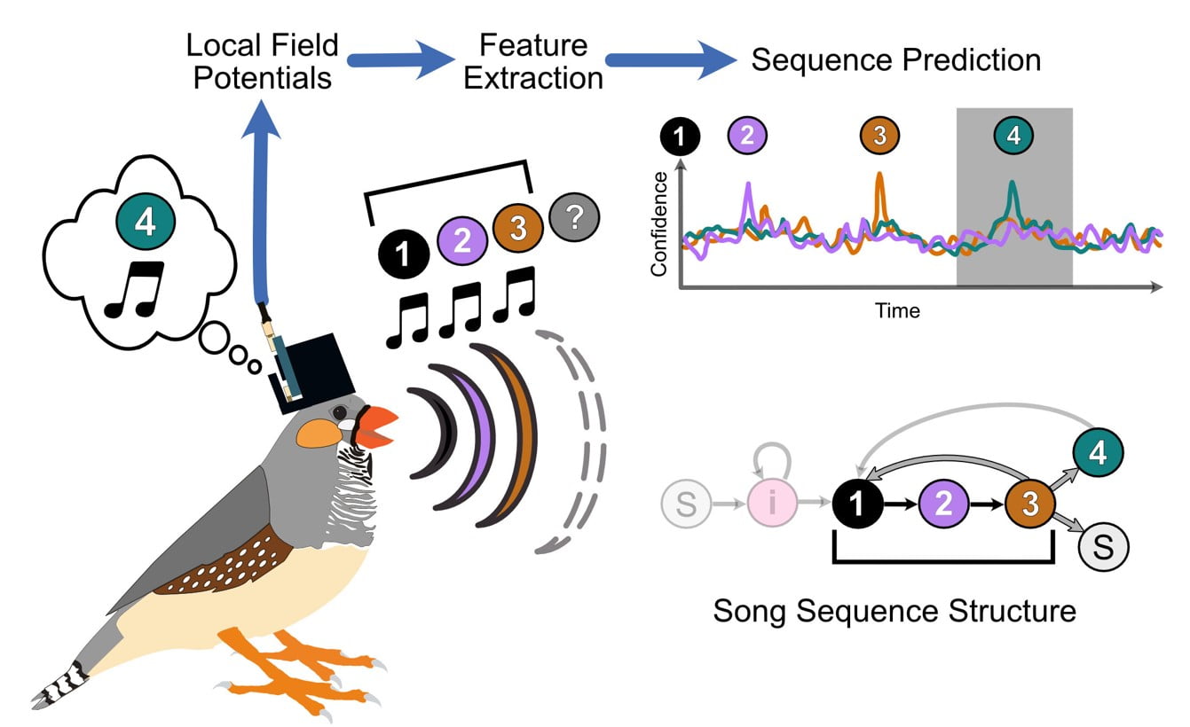 Kuşların beyin sinyalleriyle hangi sesleri ne zaman öteceği tahmin ediliyor