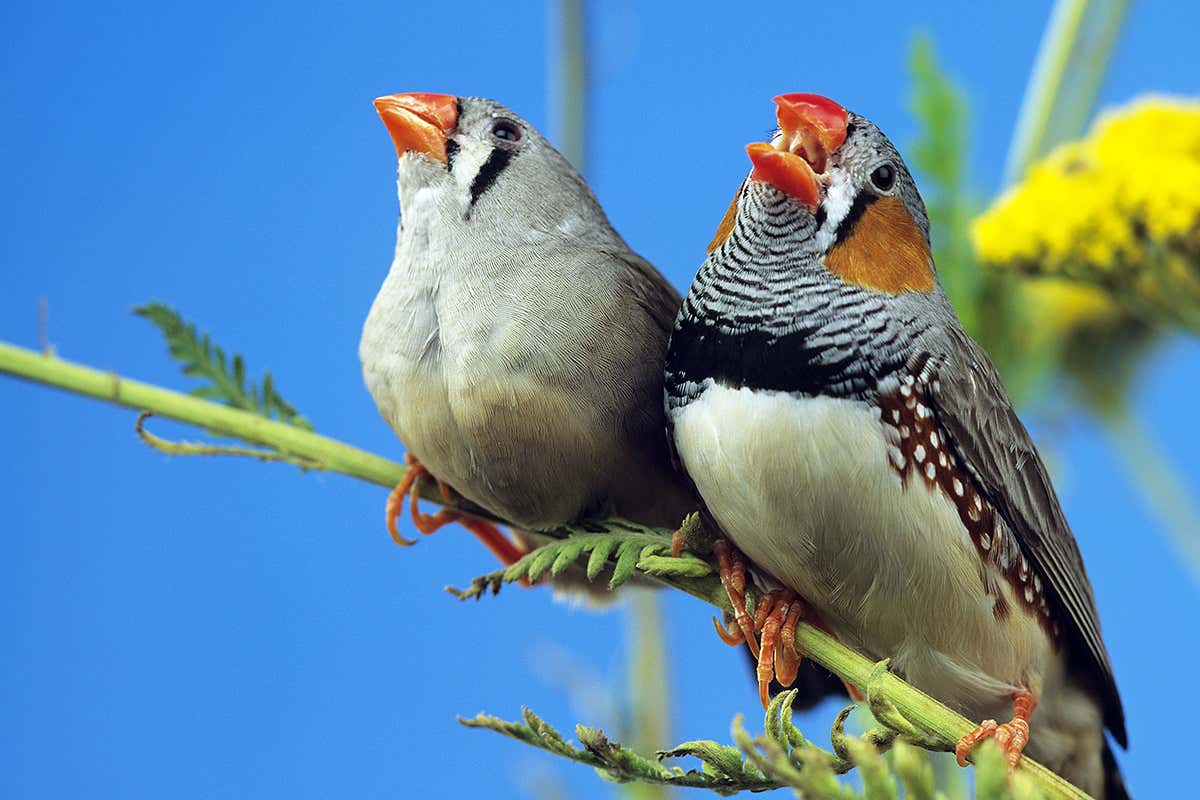 Kuşların beyin sinyalleriyle hangi sesleri ne zaman öteceği tahmin ediliyor