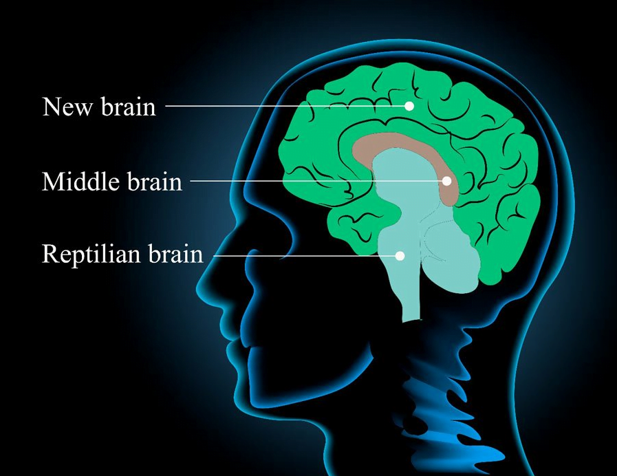 Araştırmaya Göre Üç Bin Yıl Önce İnsan Beyni Küçülmeye Başladı